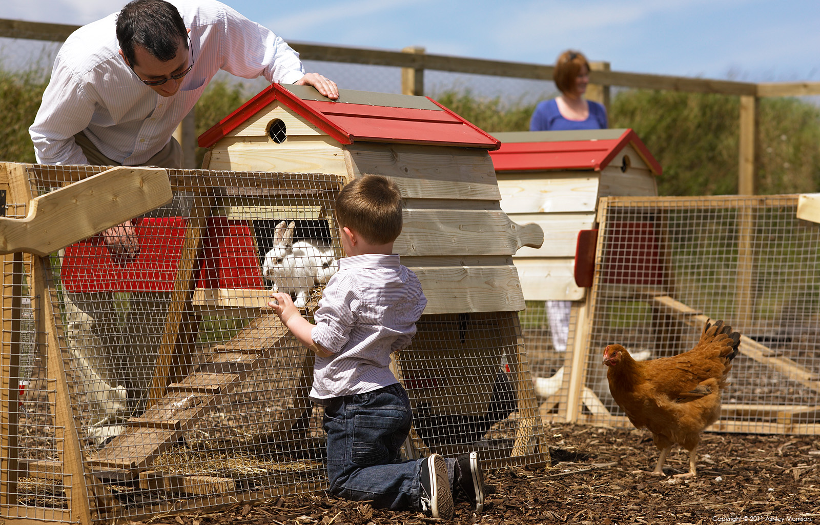 Playing with the rabbits in the animal farm at the Trump International Golf Links & Hotel in County Clare by Ashley Morrison.